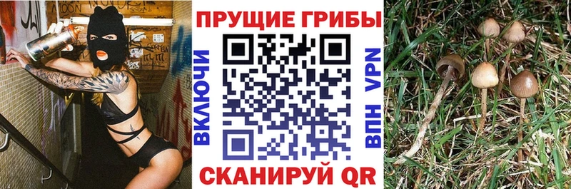 Купить где  Бородино  Псилоцибиновые грибы Psilocybe 